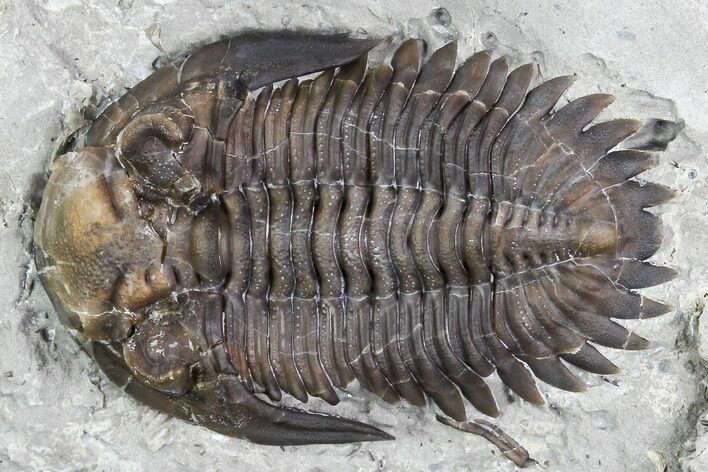 Greenops Trilobite - Hungry Hollow, Ontario #107538